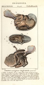 Großer Argonaut-Oktopus, Argonauta argo von Corsi Corsi