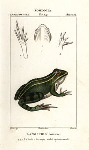 Grüner Frosch, Pelophylax kl esculentus von Corsi Corsi