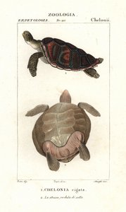 Grüne Meeresschildkröte, Chelonia mydas Gefährdet