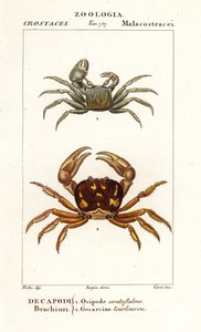 Hornkrabbe und Zombiekrabbe von Corsi Corsi