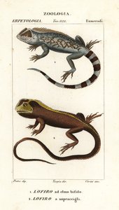 Lyreshead-Eidechse, Lyriocephalus scutatus 1 und Taucheidechse oder Mophead-Iguana, Uranoscodon superciliosus 2