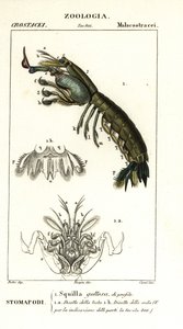 Fangschreckenkrebs, Gonodactylus chiragra von Corsi Corsi