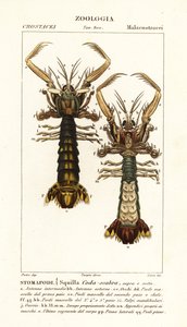Fangschreckenkrebs, Lysiosquilla scabricauda
