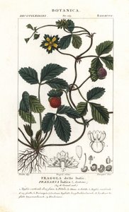 Scheinerdbeere, Potentilla indica von Corsi Corsi