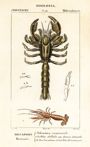 Schlammlobster und Schlammschrimp