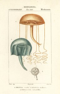 Nacktaugenqualle, Orythia viridis, Oritia verde 1, und Hydrozoen, Geryonia proboscidalis, Dianea gabert 2, und Liriope tetraphylla, Gerionia tetrafilla 3 von Corsi Corsi