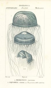 Nacktaugenqualle, Berenix euchroma 1 und Kristallqualle, Aequorea cyanea 2 von Corsi Corsi