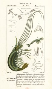 Narwalgarnele, Leptostracan und Mysidengarnele