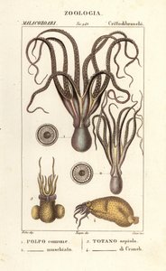 Oktopus- und Tintenfischarten