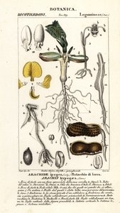 Erdnuss, Arachis hypogaea
