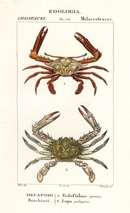 Periskopkrabbe und Blumenkrabbe von Corsi Corsi