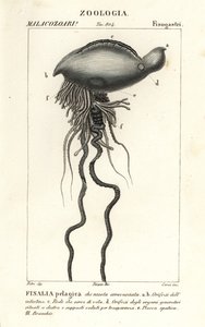 Portugiesische Galeere, Physalia physalis