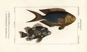 Saphirdemoiselle, Pomacentrus pavo, pavone di mare 1, und Harlekin-Süßlippe, Plectorhinchus chaetodonoides, Plettorinco chetodonoides 2