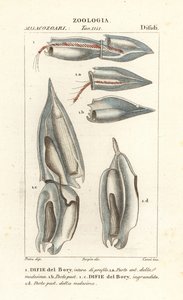 Siphonophoren, Diphyes dispar, Diphyes boryi, Difie del Bory von Corsi Corsi