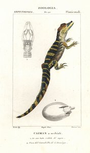 Brillenkaiman und schlüpfendes Ei des Amerikanischen Krokodils