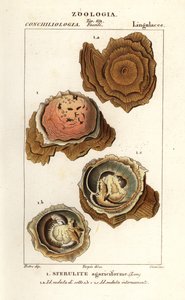 Spherulites agariciformis von Corsi Corsi