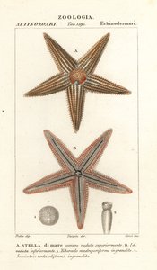 Seestern, Asterias rubens