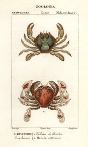 Schwimmkrabbe und Mondkrabbe von Corsi Corsi