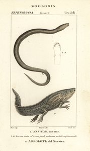 Zweizehiger Amphiuma, Amphiuma means, Anfiuma means 1, und kritisch gefährdeter Axolotl oder Mexikanischer Schwanzlurch, Ambystoma mexicanum, Assolotl del Messico 2