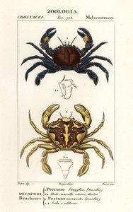 Samt-Schwimmkrabbe und Marmor-Schwimmkrabbe von Corsi Corsi