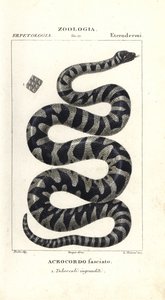 Warzenschlange oder kleine Feilenschlange, Acrochordus granulatus