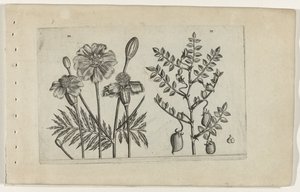 Tagetes und Kichererbse