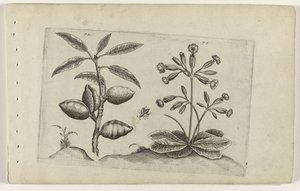 Mandelbaum und Schlüsselblume von Crispijn van de Passe (I) (attributed to)