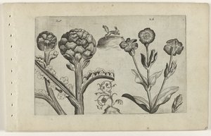 Artischocke und Karde von Crispijn van de Passe (I) (attributed to)