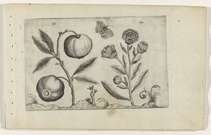 Assyrischer Apfel und Ringelblume Cognoscite lilia (Serientitel) von Crispijn van de Passe (I) (attributed to)