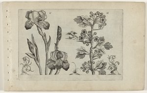 Bartiris und Korallenweißdorn von Crispijn van de Passe (I) (attributed to)