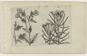 Tag-Kuckucksblume und Roggenlilie von Crispijn van de Passe (I) (attributed to)