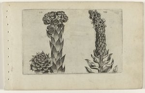 Donnerblatt und Königskerze von Crispijn van de Passe (I) (attributed to)
