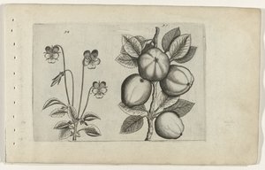 Driekleurig viooltje und Apfel