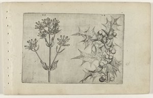 Tausendgüldenkraut(?) und Stechpalme von Crispijn van de Passe (I) (attributed to)