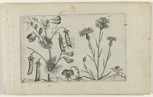 Erwt en korenbloem von Crispijn van de Passe (I) (attributed to)