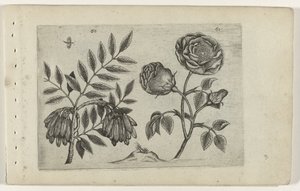 Es und Rose von Crispijn van de Passe (I) (attributed to)
