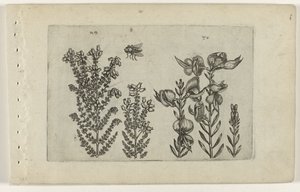 Gewöhnliche Heide und Besenstrauch von Crispijn van de Passe (I) (attributed to)