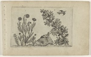 Echte Kamille und Sauerdorn von Crispijn van de Passe (I) (attributed to)