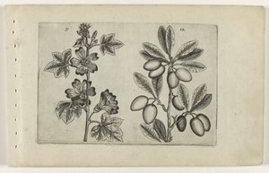 Große Malve und Olivenbaum Cognoscite lilia (Serientitel) von Crispijn van de Passe (I) (attributed to)