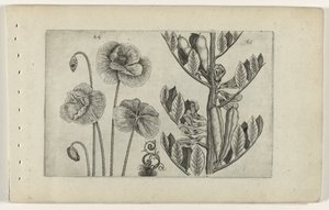 Großer Klatschmohn und Gartenbohne von Crispijn van de Passe (I) (attributed to)