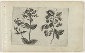 Geißblatt und Himbeere von Crispijn van de Passe (I) (attributed to)