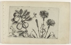 Kirschpflaume und Gartennelke (Cognoscite lilia) von Crispijn van de Passe (I) (attributed to)