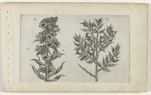 Krummhals und Mäusedorn von Crispijn van de Passe (I) (attributed to)
