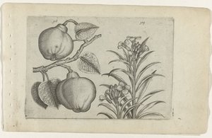 Quitte und Mauerblümchen von Crispijn van de Passe (I) (attributed to)