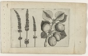 Lavendel und Aprikose von Crispijn van de Passe (I) (attributed to)