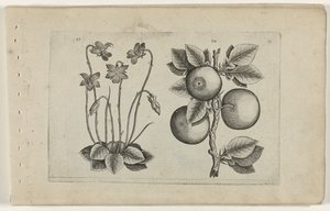 Märzveilchen und Orange (Cognoscite lilia)