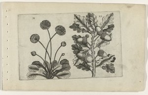 Gänseblümchen und Sommereiche von Crispijn van de Passe (I) (attributed to)