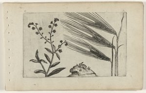 Sumpf-Vergissmeinnicht und Gerste von Crispijn van de Passe (I) (attributed to)