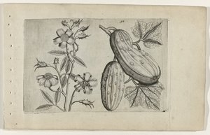 Moschusrose und Gurke Cognoscite lilia von Crispijn van de Passe (I) (attributed to)