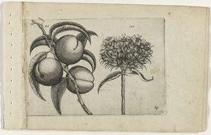 Pfirsich und brennende Liebe von Crispijn van de Passe (I) (attributed to)